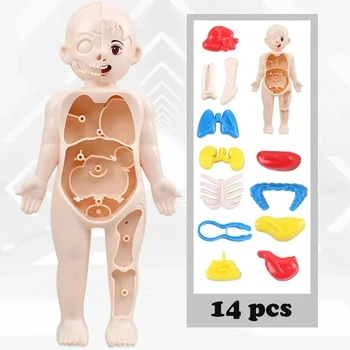 3D Модель человеческого органа DIY Сборка Детские игрушки Медицина Раннее просвещение Образование Головоломка Каждый инструмент Модель Игрушки для детей